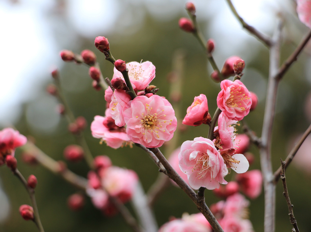 Setagaya Ume Blossom Matsuri景点图片