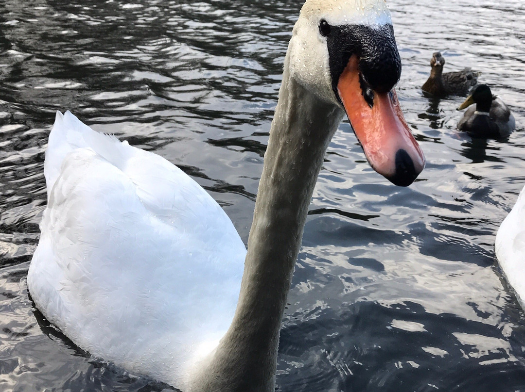 Dinton Pastures Country Park景点图片