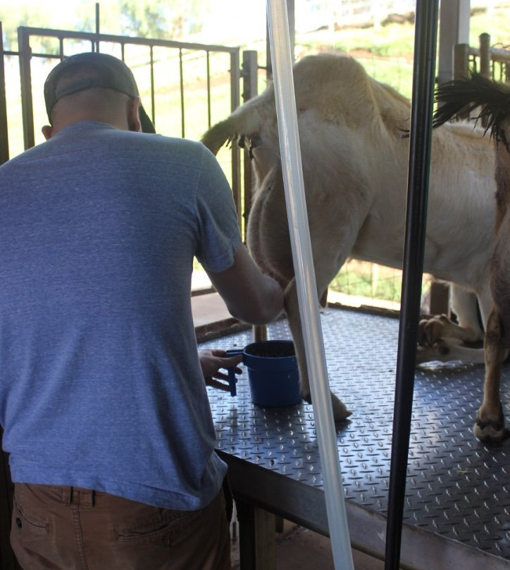 冲浪山羊农场-库拉必去景点