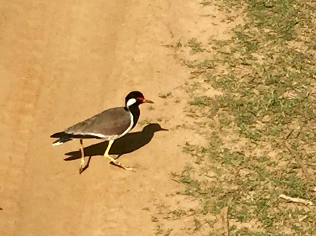 Sihilro Regency主图