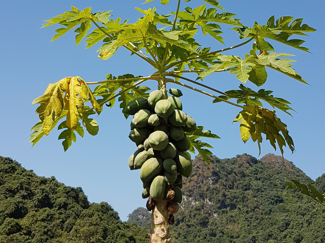 Viet Hai Village-卡巴必去景点