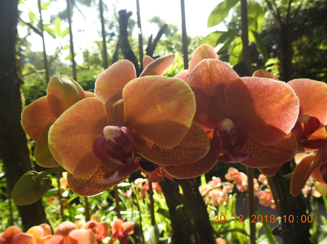 National Orchid Garden-莫尔兹比港必去景点