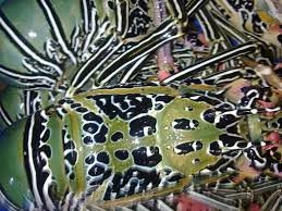 TiB Market-马莱必去景点