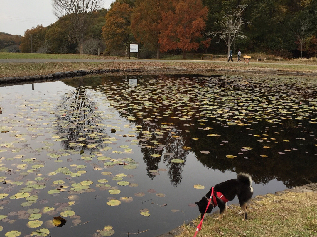 Mikiyama Forest Park-三木市必去景点