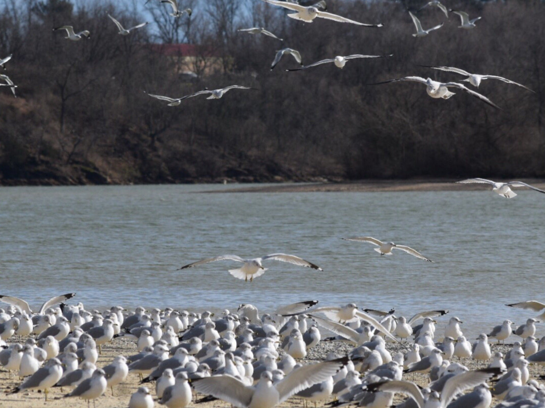 Blue Marsh Lake景点图片