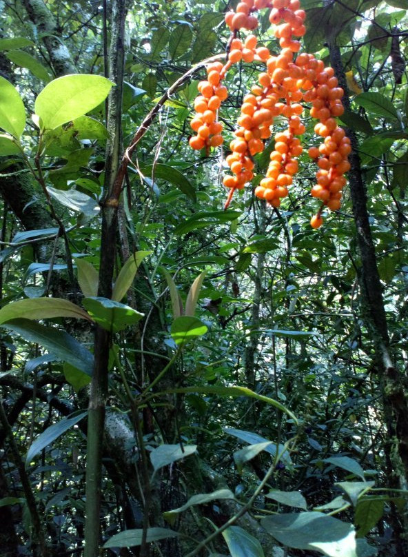 El Topacio-卡利必去景点