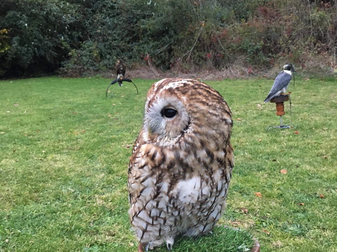 East Coast Falconry-County Wicklow必去景点