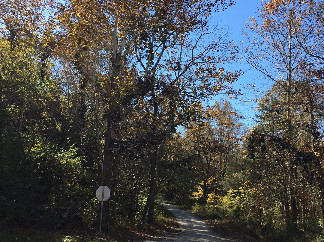 Shoe Tree-Alfalfa必去景点