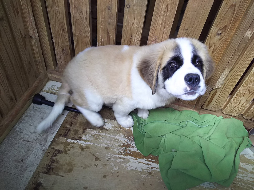 Nasu Ohkun Fureai Ranch-那须町必去景点