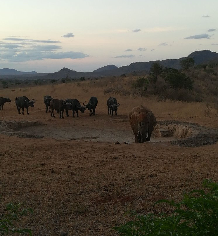 Ngulia Safari Lodge主图