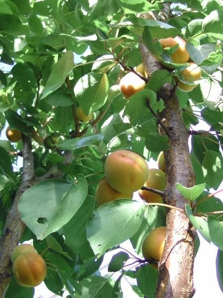Hindberry Fruchtwein-Himberg必去景点