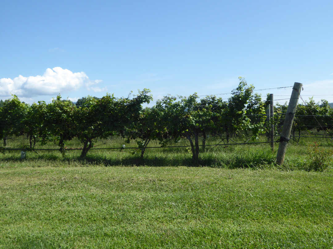 White Hall Vineyards-Crozet必去景点