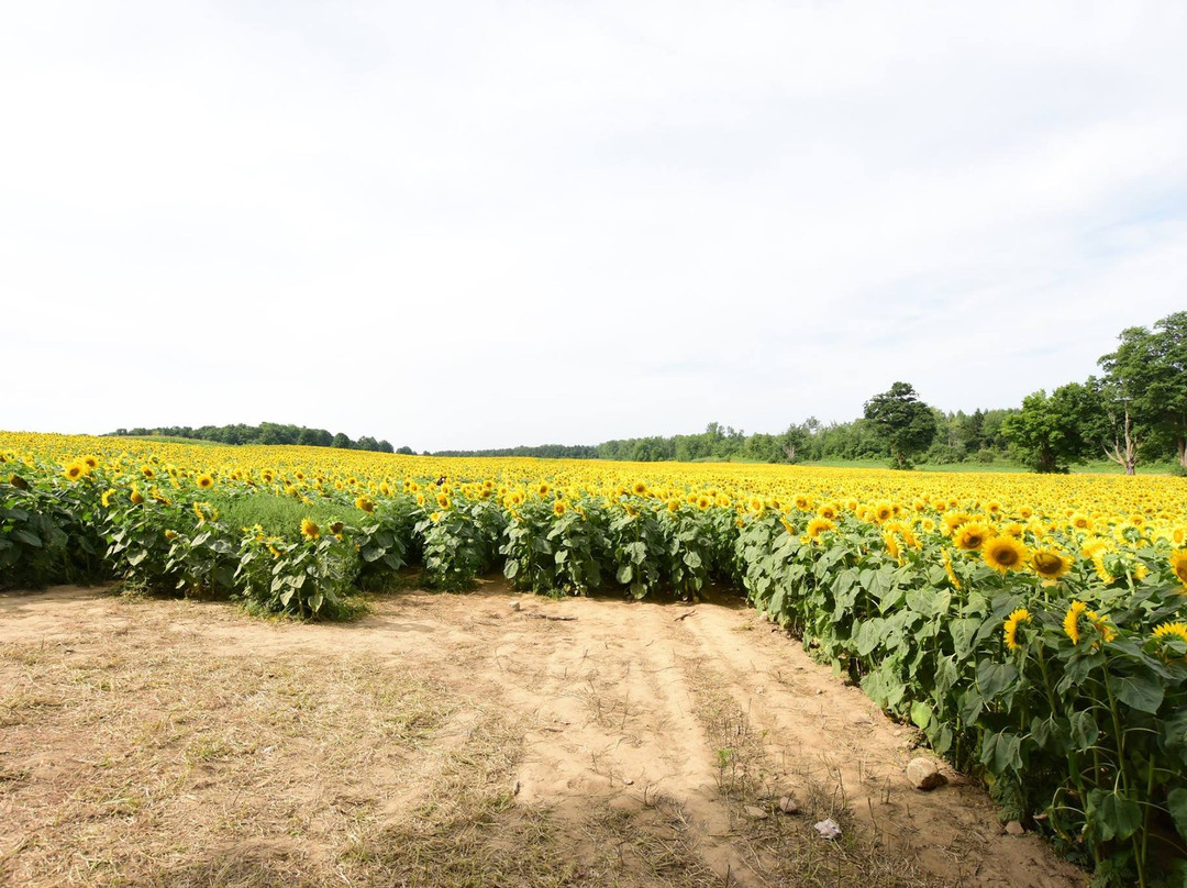 Davis Family Farm-卡利登必去景点