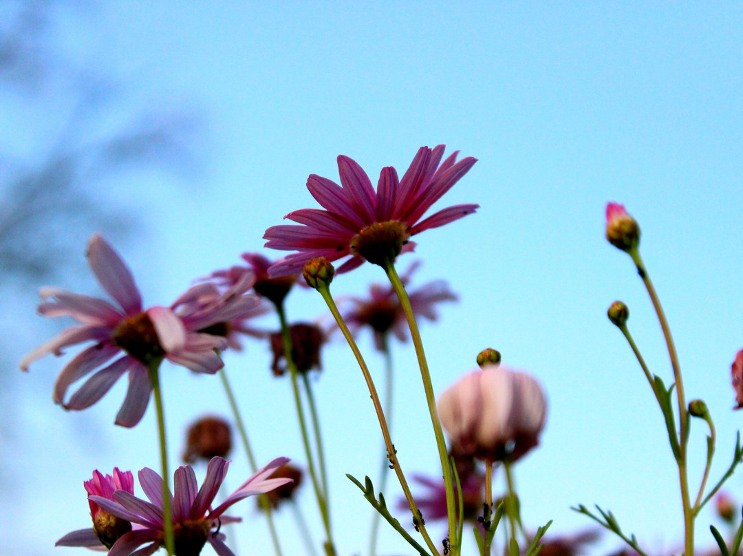 The Oaks at Byrne主图