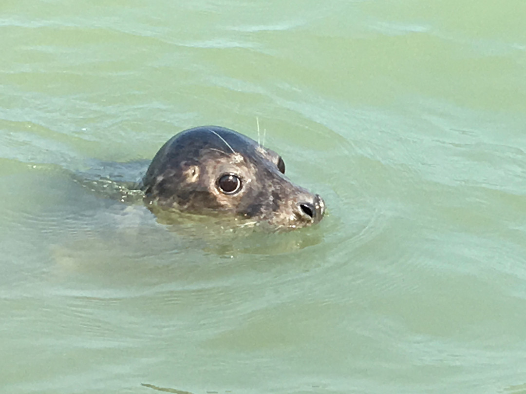 Knokke Boat Zeebrugge-泽布鲁日必去景点