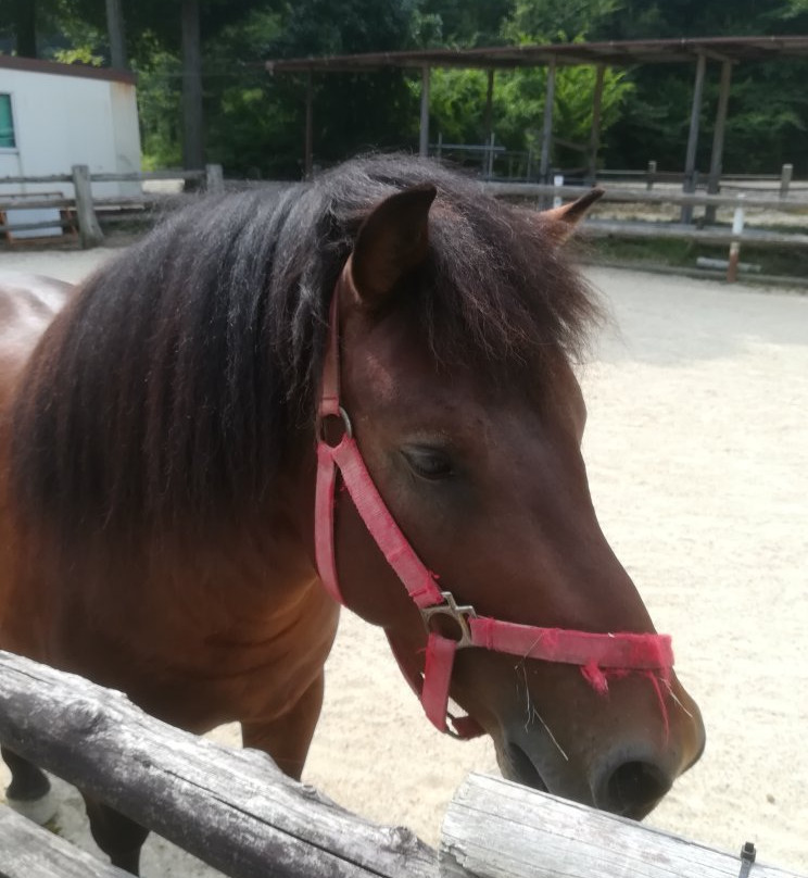 Hachiman Shrine-土岐市必去景点
