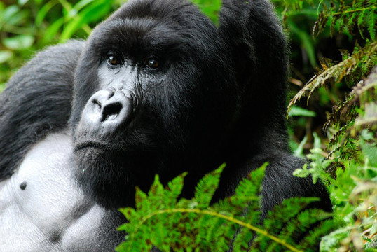 Show Me Around Rwanda Safaris