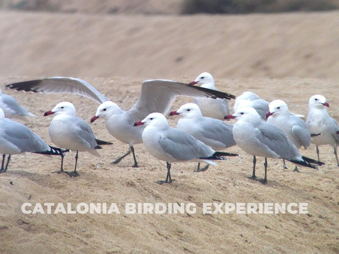 Catalonia Birding Experience景点图片