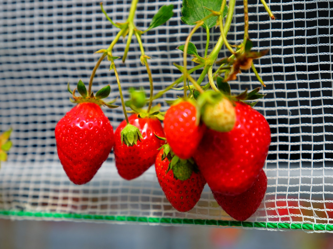 Strawberry Farm Ichigo Meguri景点图片