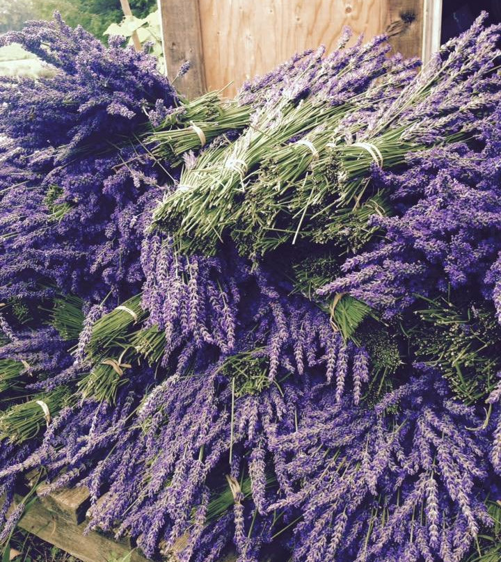 Serenity Lavender Farm-Harrow必去景点