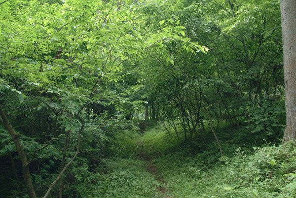 Kanagawa Prefecture 21st Century Forest-南足柄市必去景点