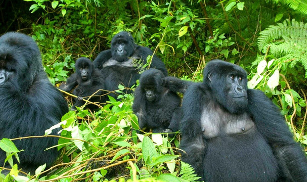 Truevine Safaris-坎帕拉必去景点