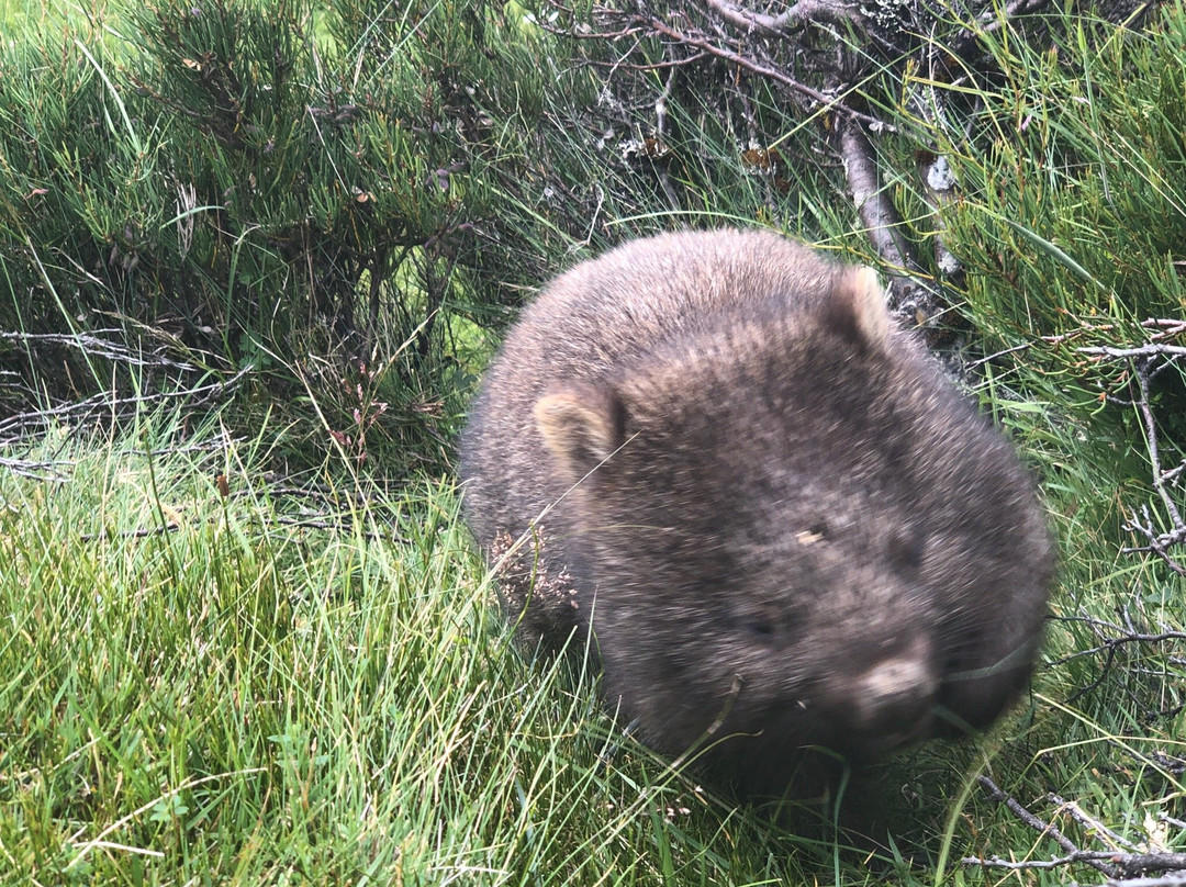 Joy's Tassie Tours-朗塞斯顿必去景点