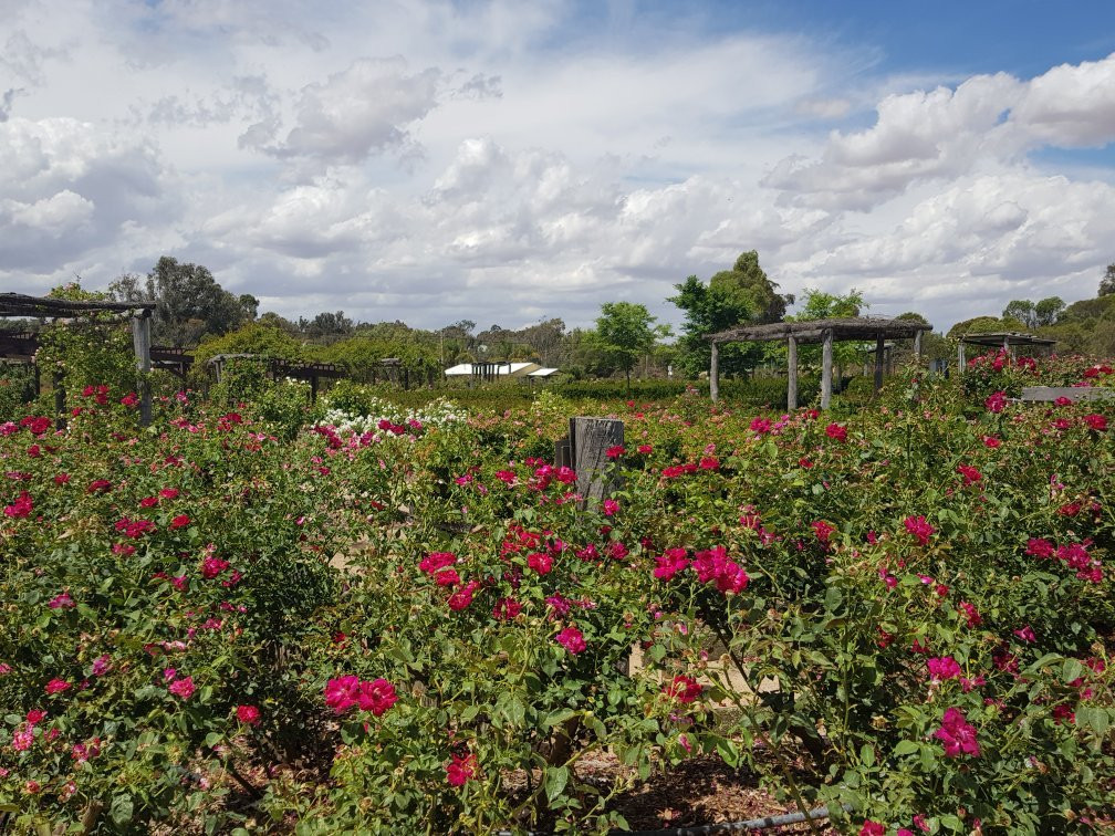 Kojonup旅游攻略图片