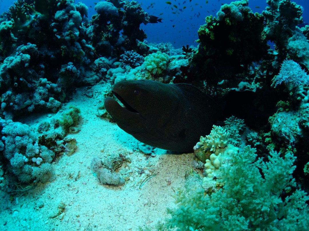 Jackson Reef-红海和西奈半岛必去景点