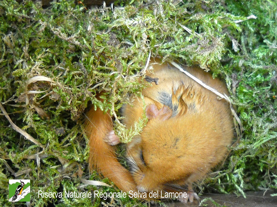 Riserva Naturale Regionale Selva del Lamone景点图片