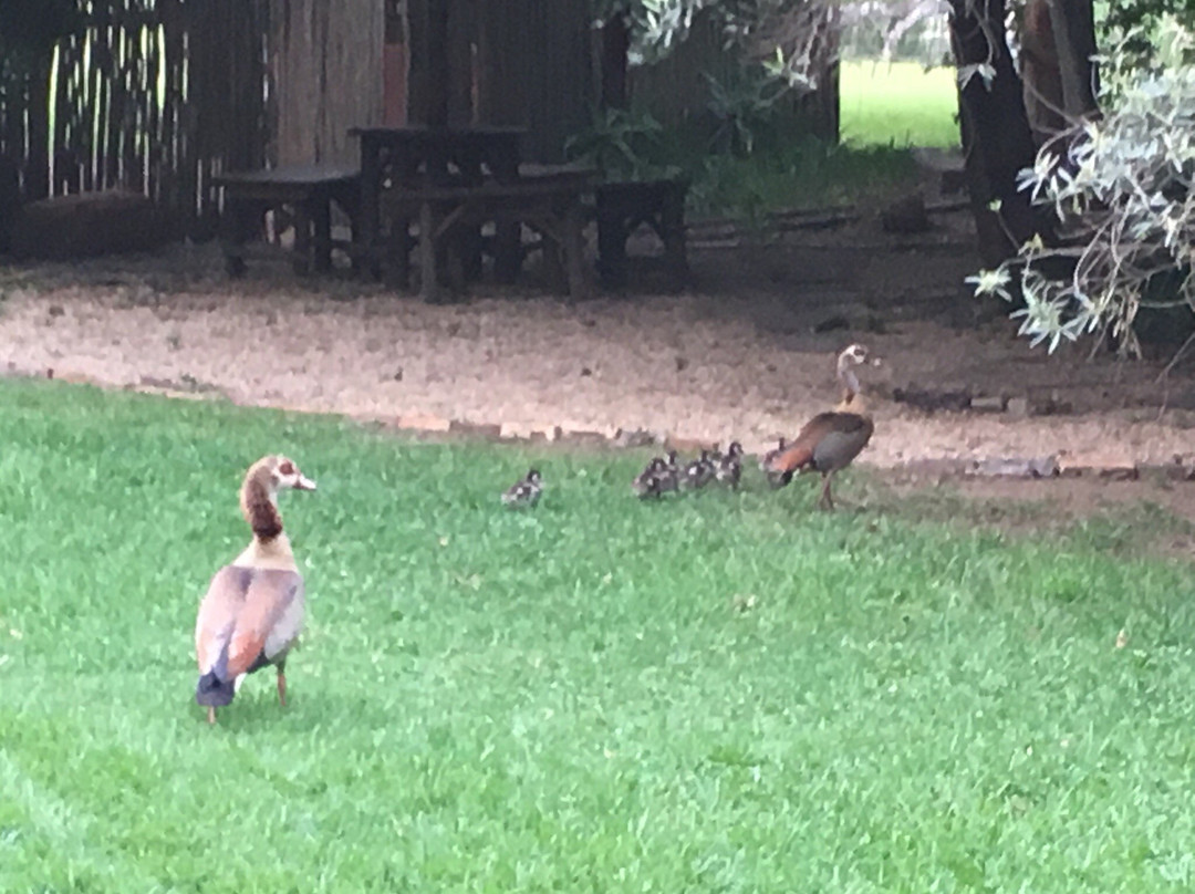 Rustika Guest Lodge主图