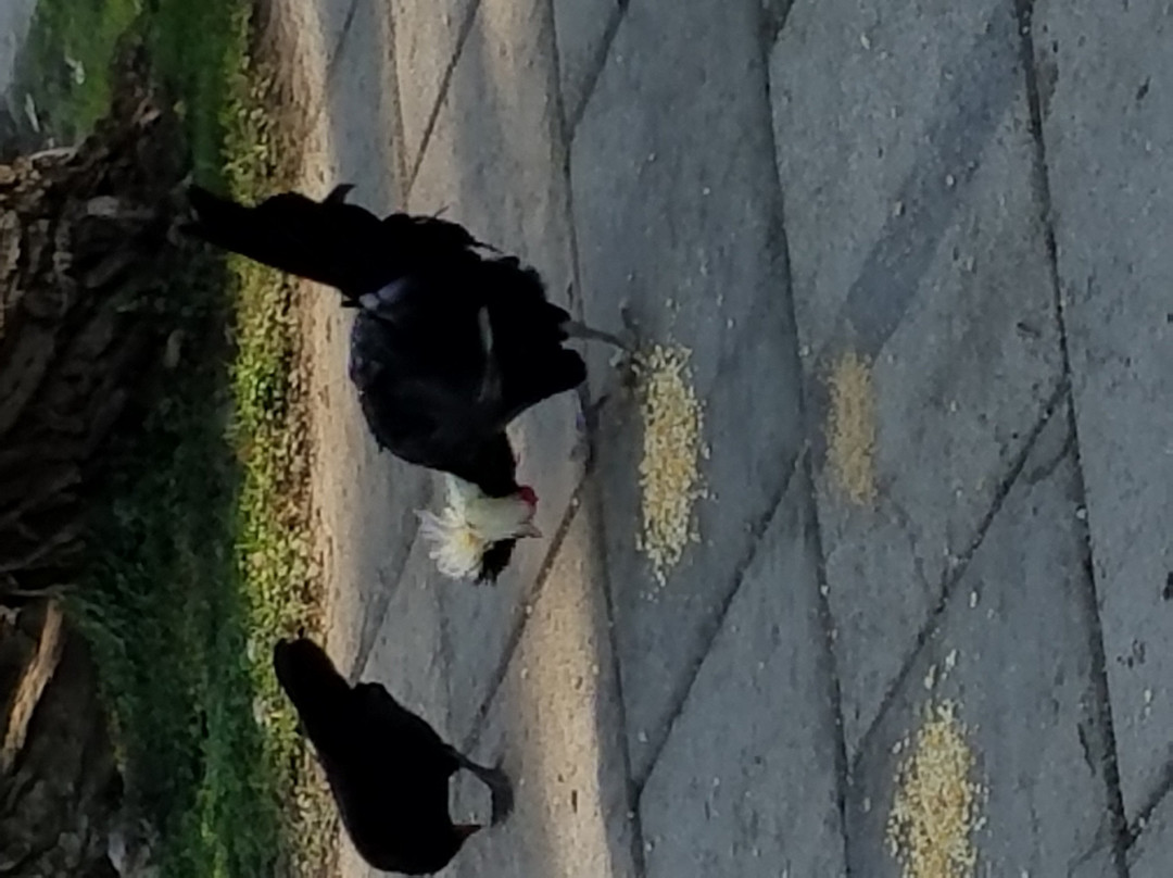 The Barefoot Bar at Okoboji-奥科博吉必去景点