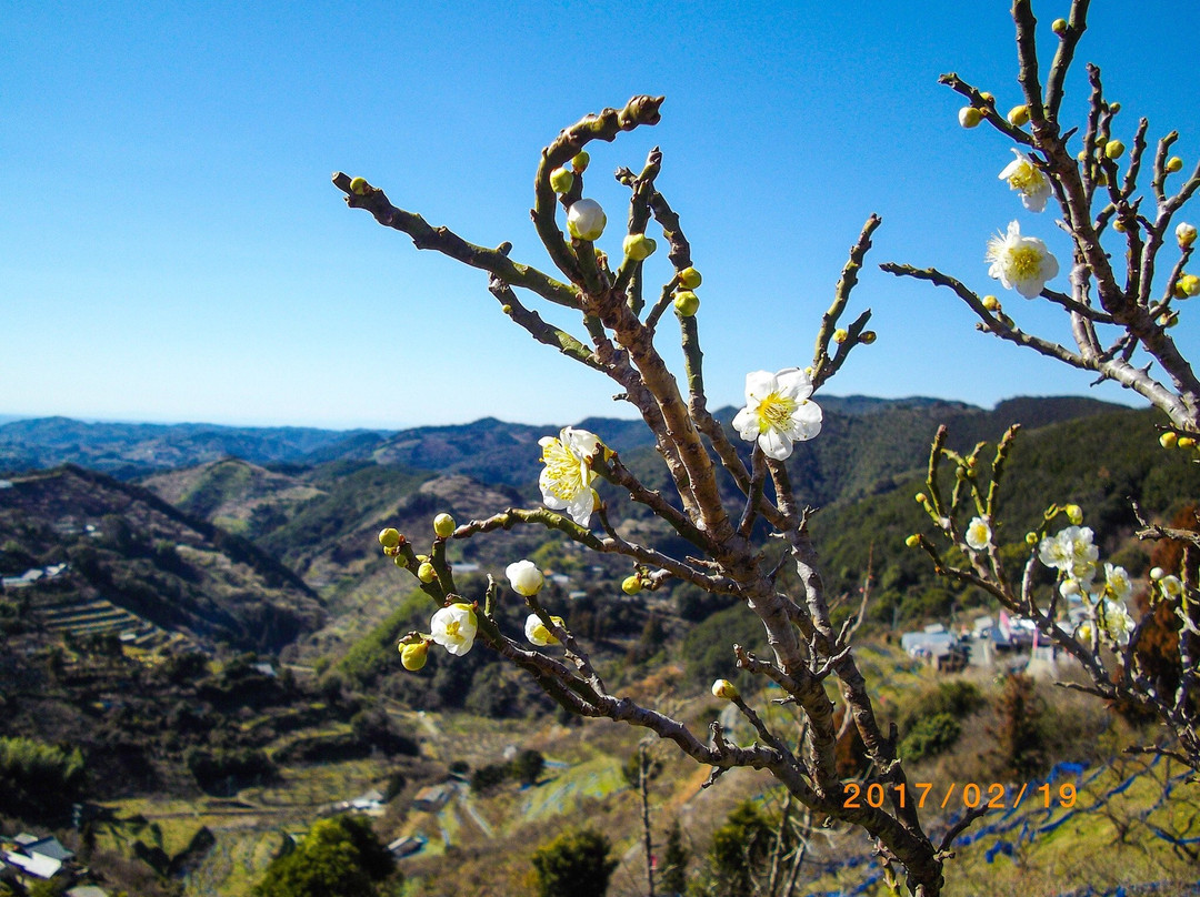 Kishu Tanabe Plum Trees-田边市必去景点