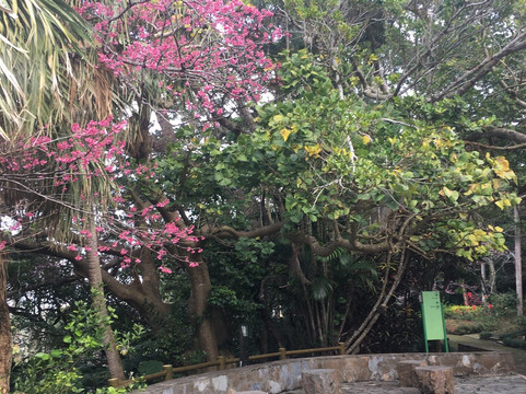 Nago Cherry Blossom Matsuri-名护市必去景点