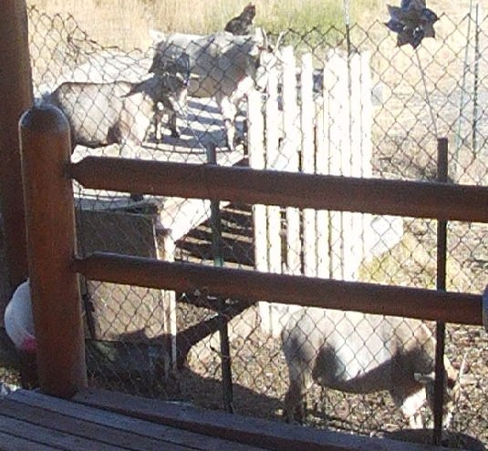 Celtic Creek Trading Company-德里格斯必去景点