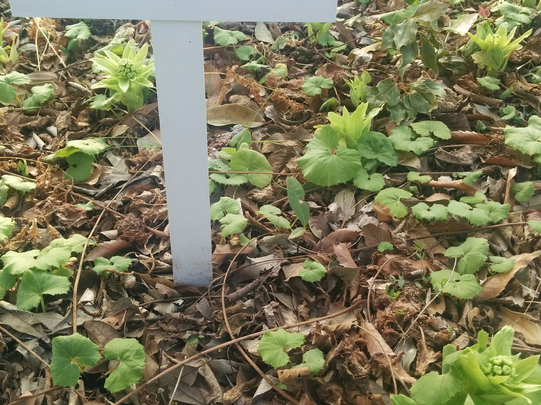 Kurashino Botanical Garden-佐仓市必去景点