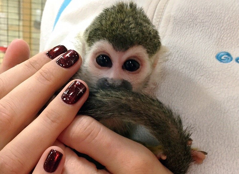 Touching Zoo V Gostyakh u Yenota景点图片