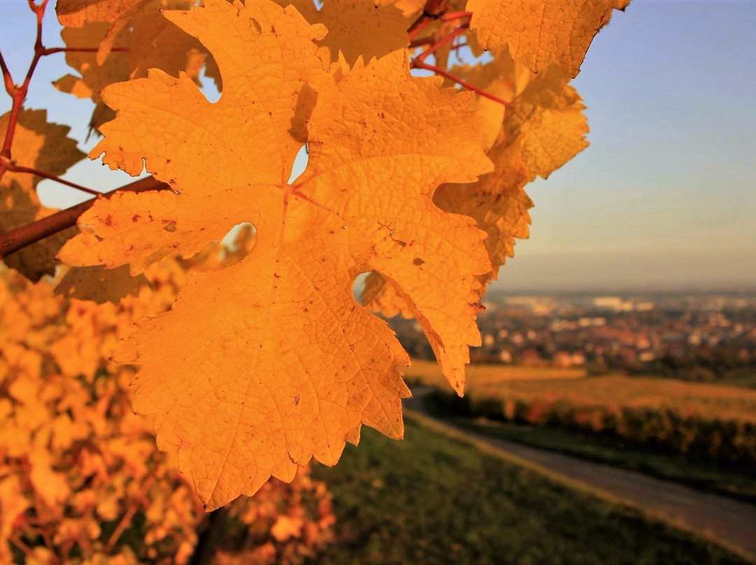 Ergersheim旅游景点-Domaine Boehler