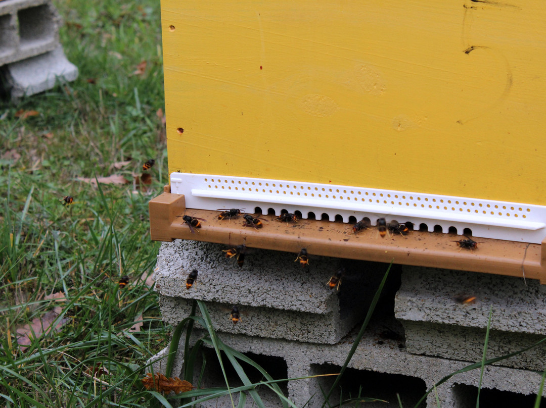 Le Rucher du Marandou-Saint-Avit-de-Vialard必去景点