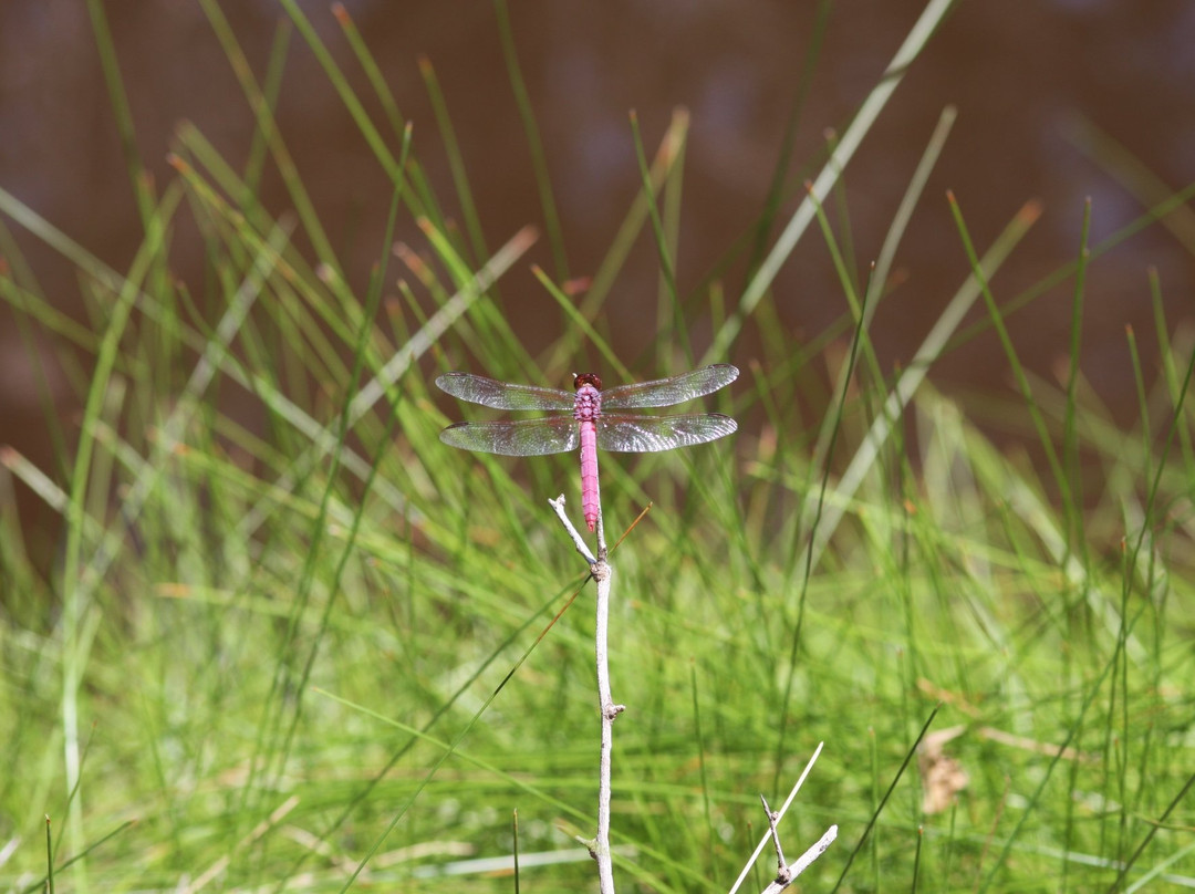 Muleshoe Ranch Preserve-Willcox必去景点