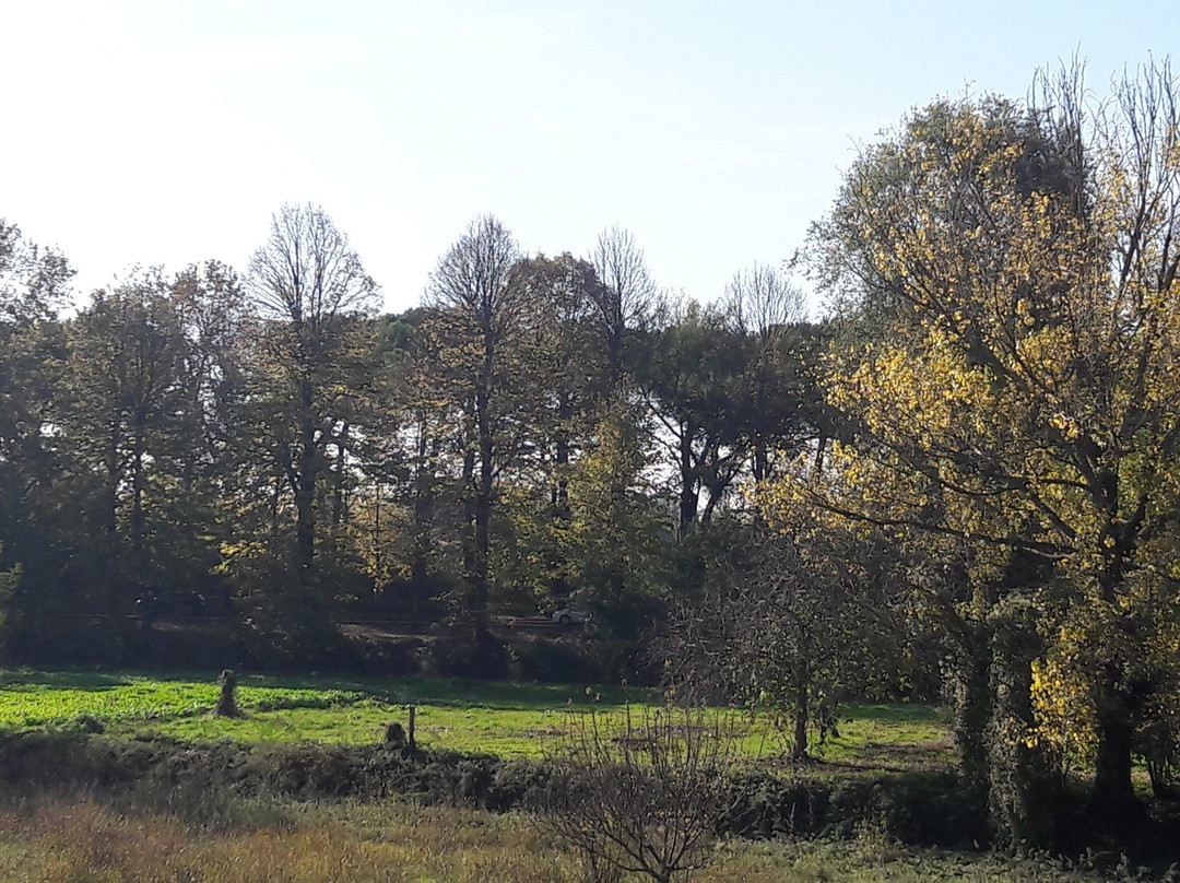 Viale delle Piagge景点图片