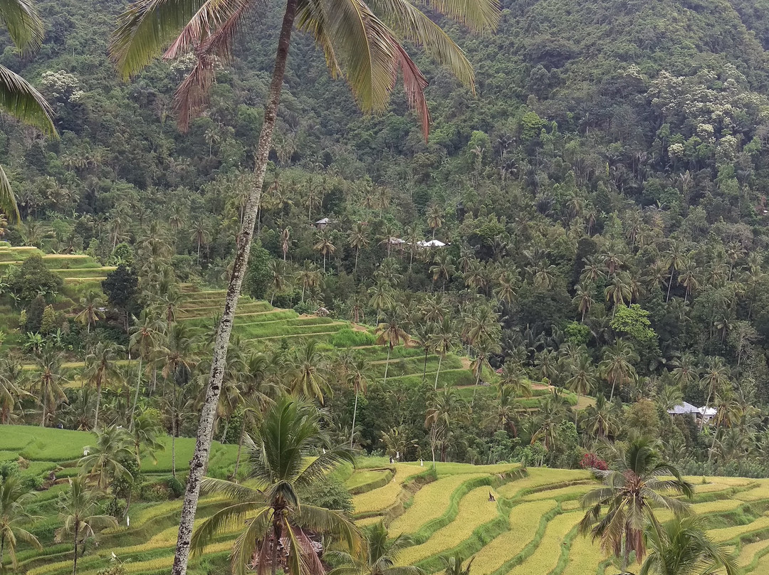 Bali Driver Ketut - Bali Local Private Driver-克罗柏坎必去景点