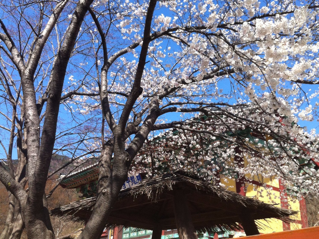 Gapsa temple-公州市必去景点