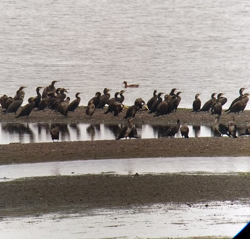 Biwako Waterfowl Wetland Center-长滨市必去景点
