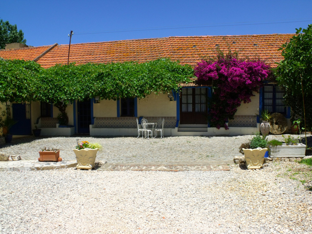 Quinta Agave