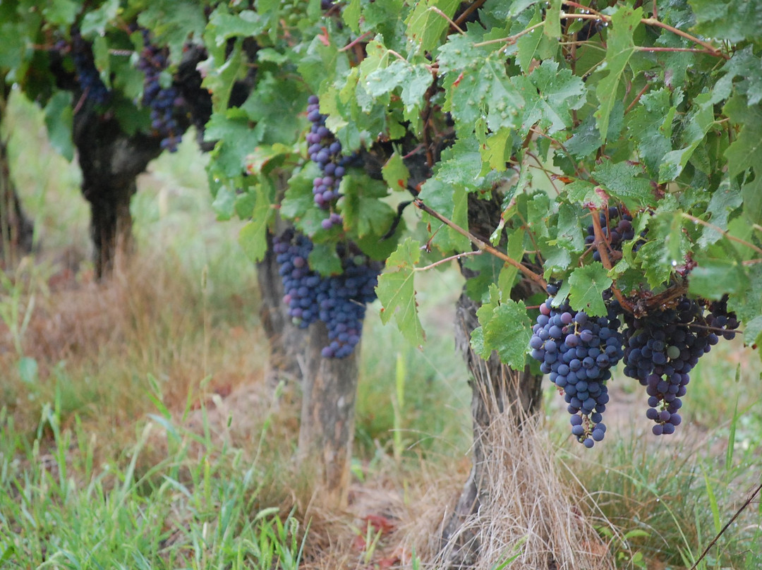 Taste The Loire景点图片