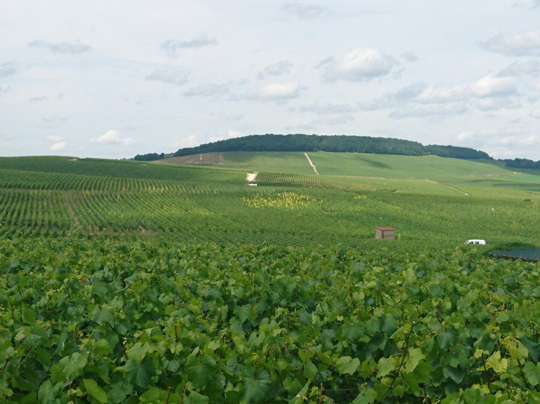 Champagne Waris Larmandier景点图片