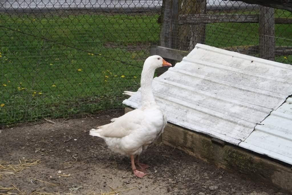 Lionels Farm-惠特彻奇-史托维尔必去景点