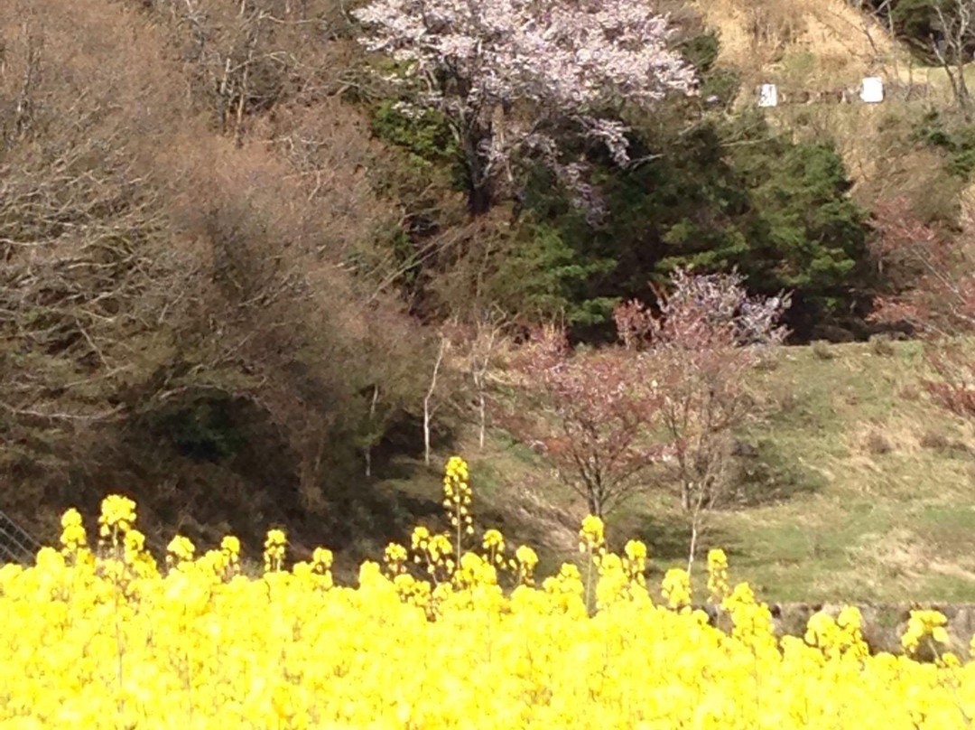 Suiha Highlands-四国中央市必去景点