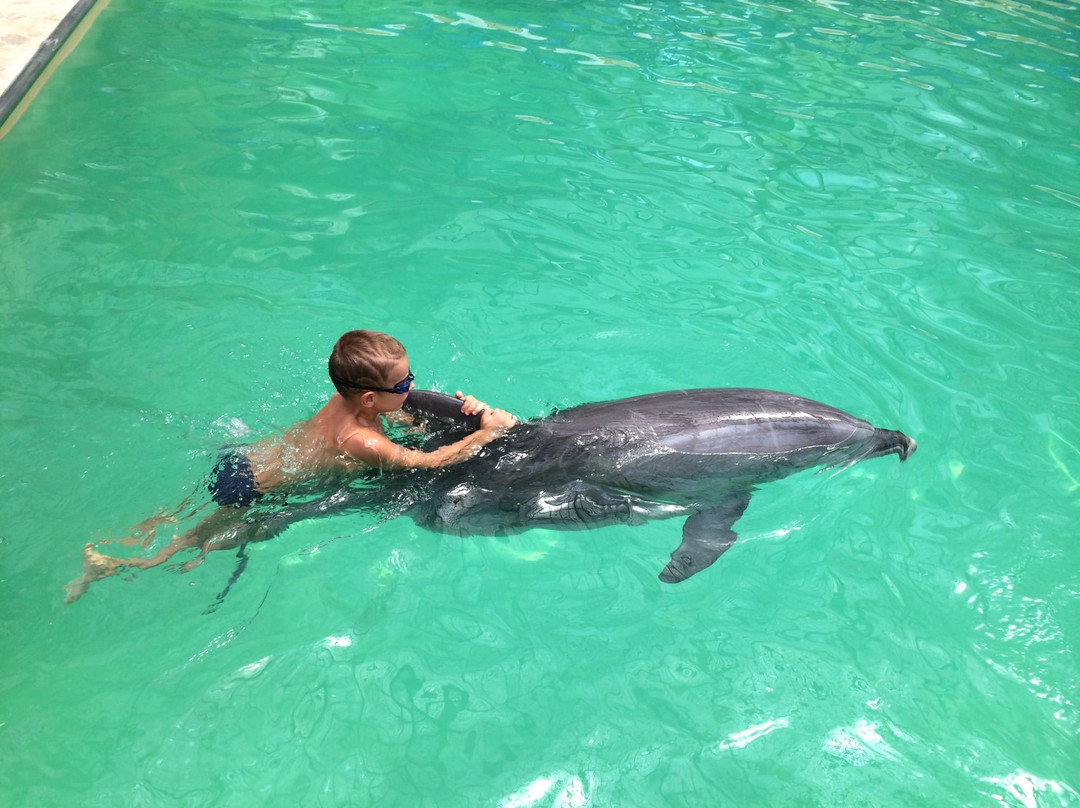 Dolphinarium-罗斯托夫必去景点